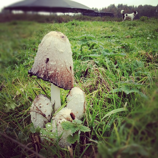 Mushroom fest - these are everywhere right now.