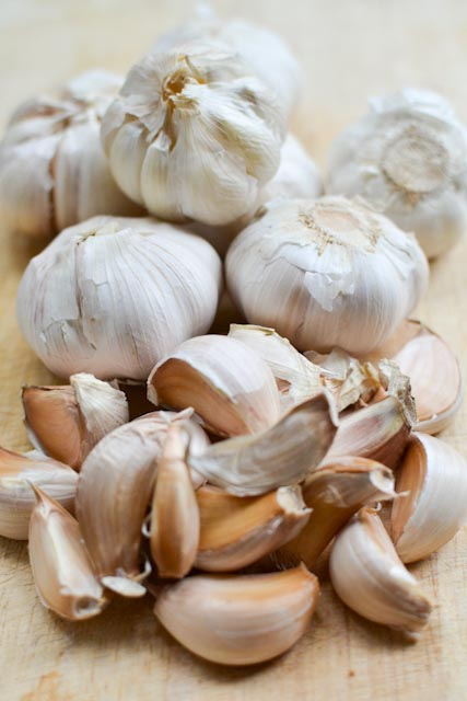 garlic 