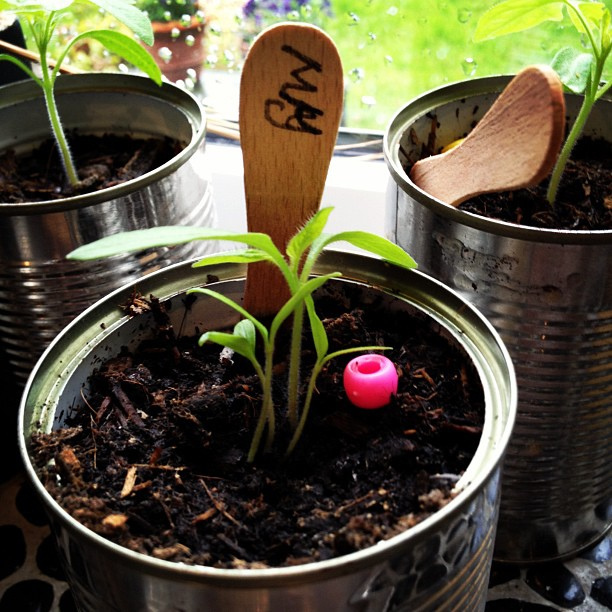 Amy's @seedpantry Outdoor Girl Tomato seedlings