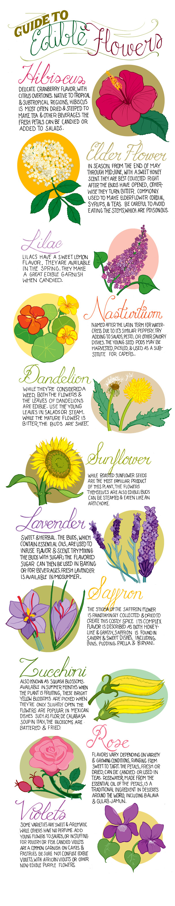 Edible Flowers Chart, Whats Cooking America