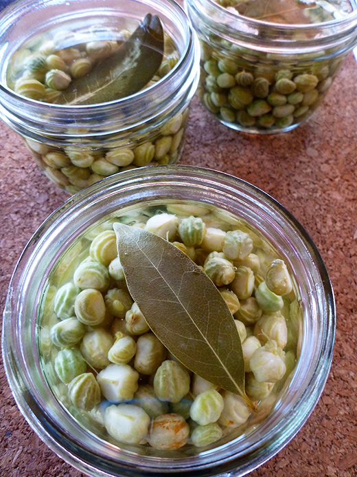 pickled nasturtiums
