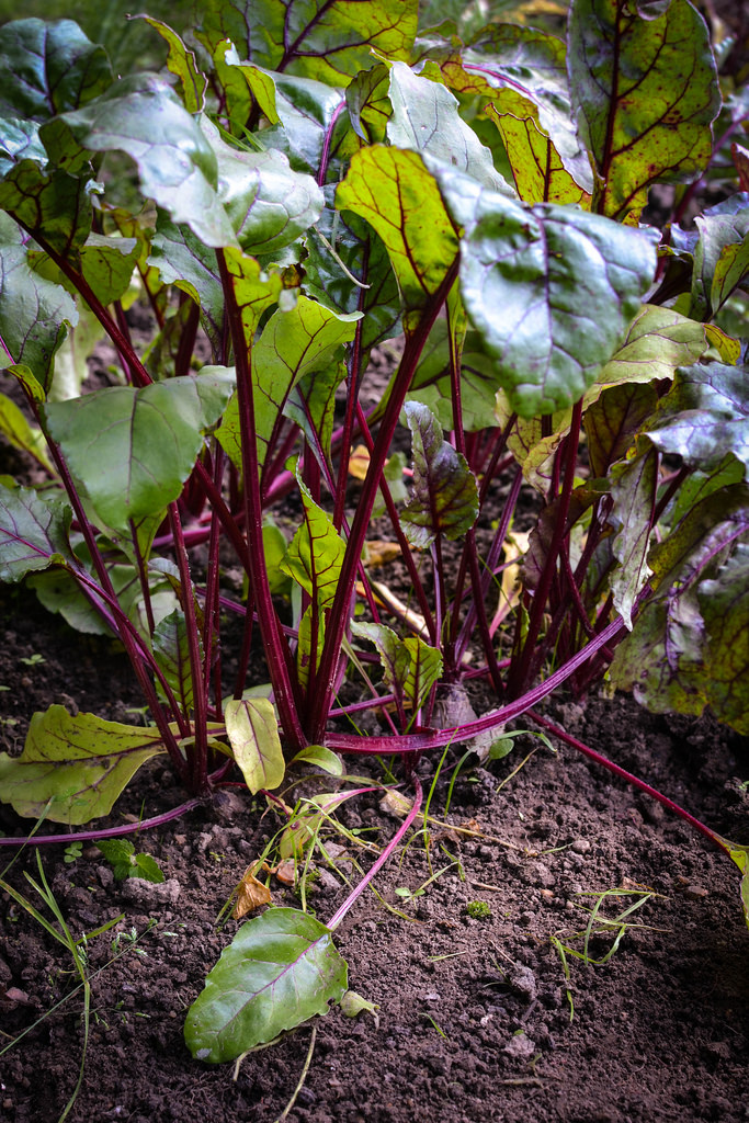 Beetroot happy at the allotment