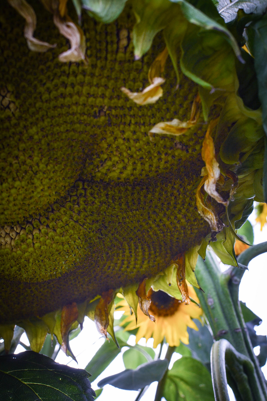 Giant sunflower head