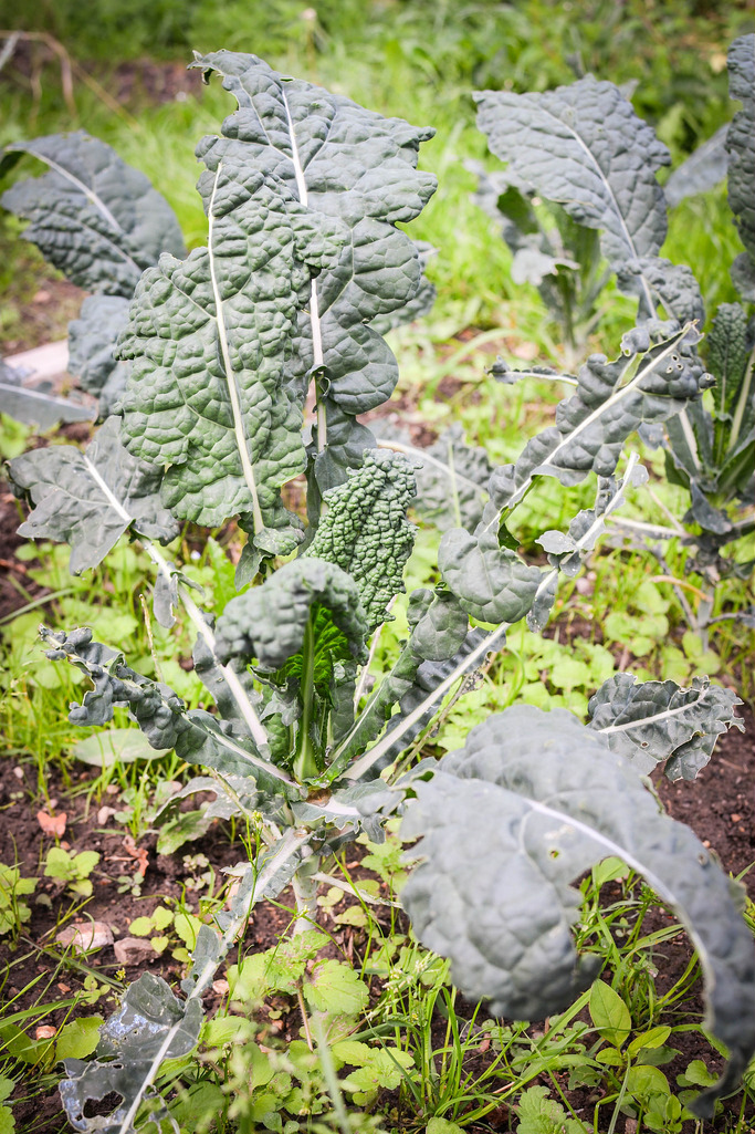 Kale at the allotment