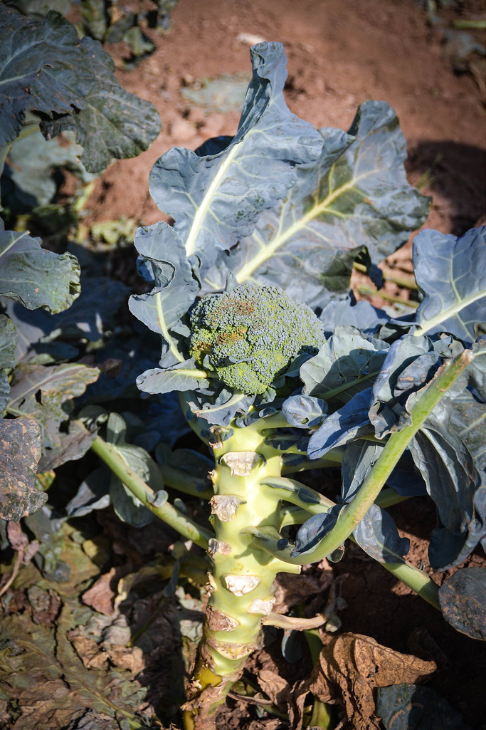 Broccoli in Agromark, Almeria