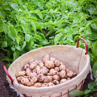 pembrokeshire early potatoes