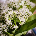 wild garlic